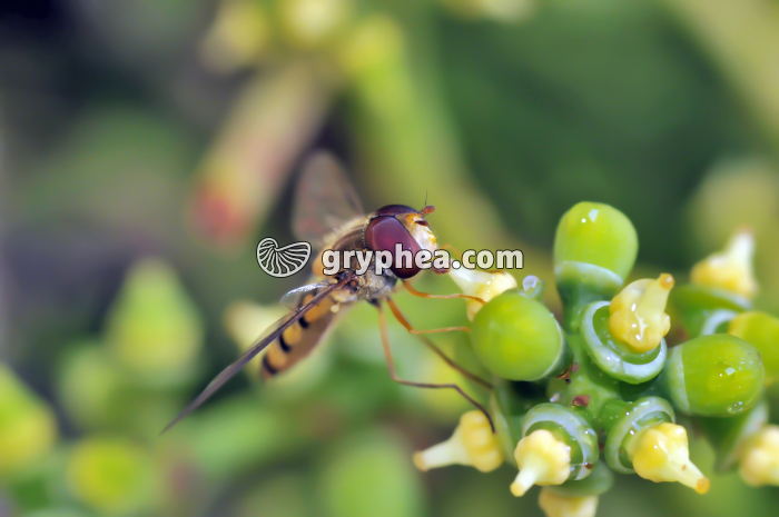 Syrphe butinant - gryphea.com